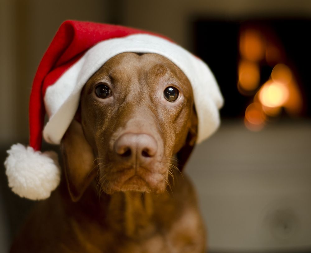 Holiday Memo to the Dogs